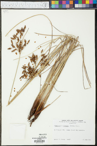 Fimbristylis castanea image