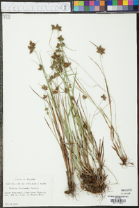 Fuirena breviseta image