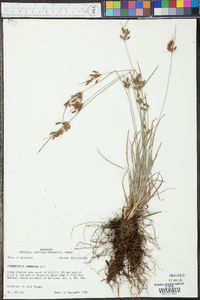 Fimbristylis tomentosa image