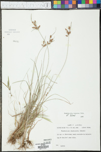 Fimbristylis tomentosa image