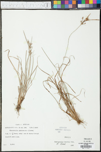 Fimbristylis tomentosa image