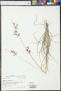 Fimbristylis tomentosa image