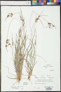 Fimbristylis tomentosa image