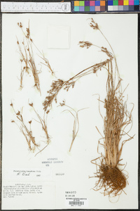 Fimbristylis tomentosa image