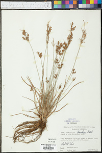 Fimbristylis tomentosa image