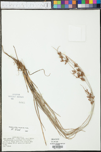 Fimbristylis tomentosa image