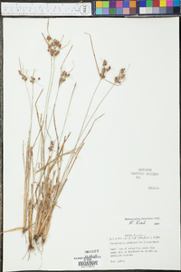 Fimbristylis tomentosa image