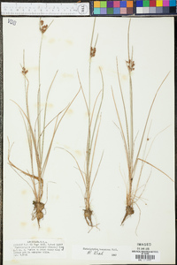 Fimbristylis tomentosa image