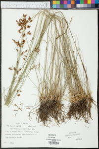 Fimbristylis puberula image