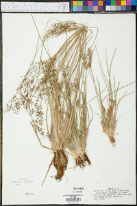 Fimbristylis miliacea image