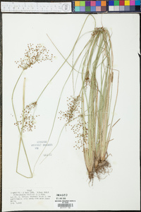 Fimbristylis miliacea image