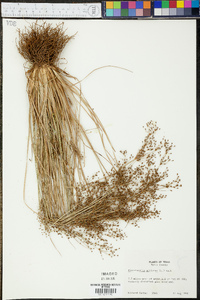 Fimbristylis miliacea image