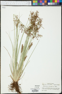 Fimbristylis miliacea image