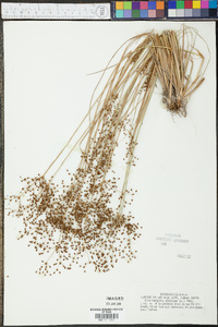 Fimbristylis miliacea image