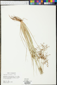 Fimbristylis miliacea image