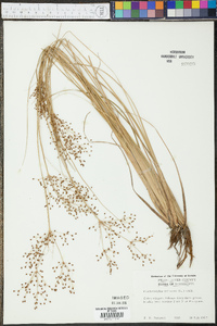 Fimbristylis miliacea image