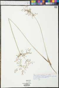 Fimbristylis miliacea image