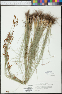 Fimbristylis tomentosa image