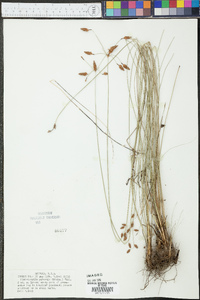 Fimbristylis tomentosa image