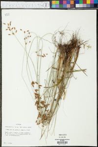 Fimbristylis puberula image