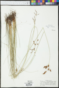 Fimbristylis puberula image