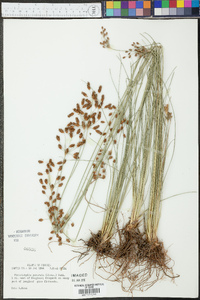 Fimbristylis puberula image