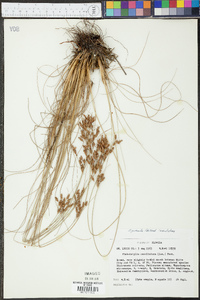 Fimbristylis puberula image