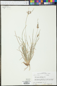 Fimbristylis tomentosa image