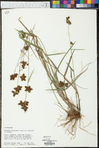 Fuirena breviseta image