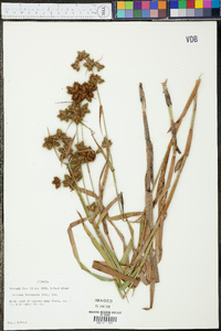 Fuirena breviseta image