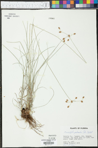 Fimbristylis puberula image