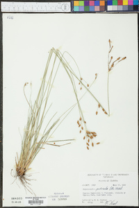 Fimbristylis puberula image