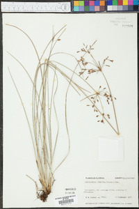 Fimbristylis puberula image