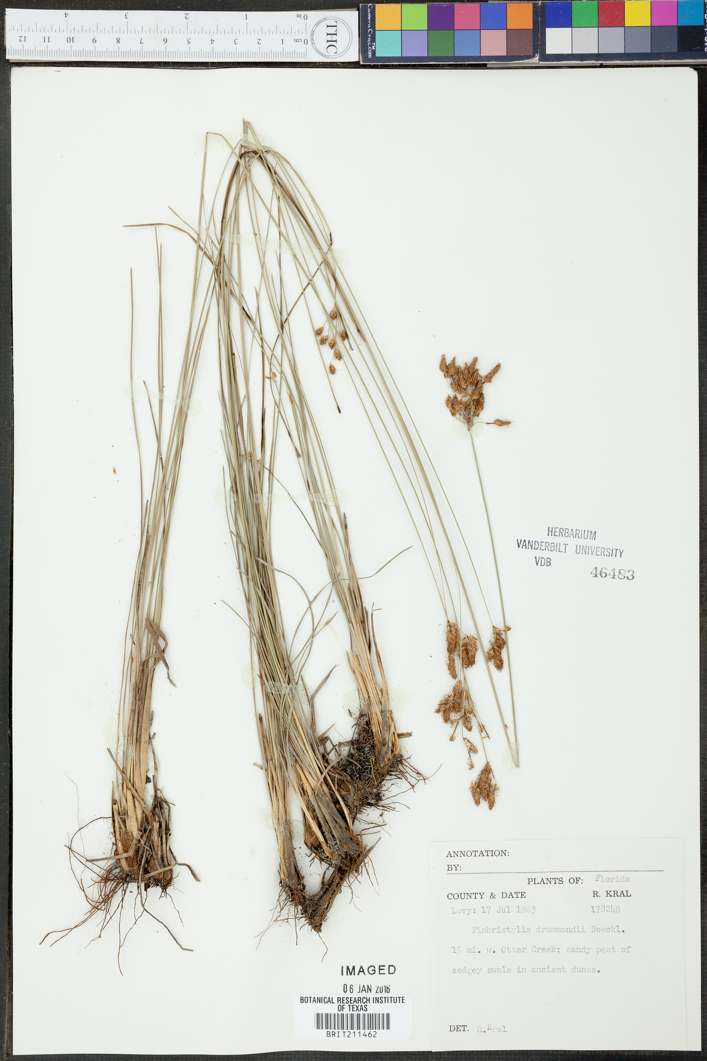 Fimbristylis drummondii image