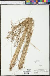 Fimbristylis miliacea image