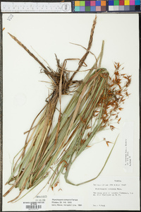 Rhynchospora careyana image