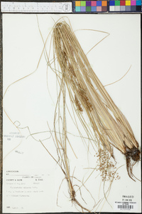 Fimbristylis miliacea image