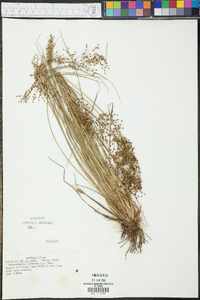 Fimbristylis miliacea image