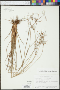 Fimbristylis dichotoma image