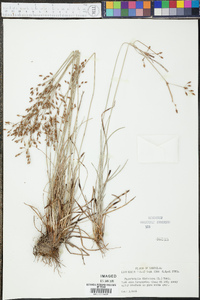 Fimbristylis dichotoma image