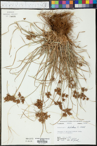 Fimbristylis dichotoma image