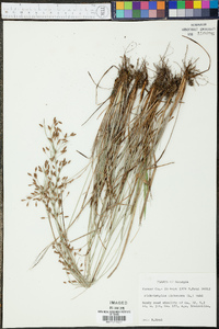 Fimbristylis dichotoma image