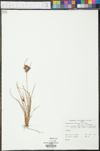 Fimbristylis dichotoma image