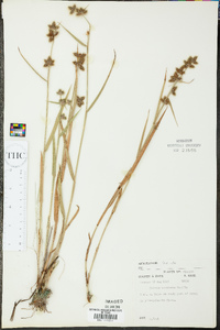 Fuirena breviseta image