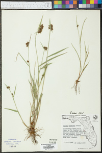 Fuirena breviseta image