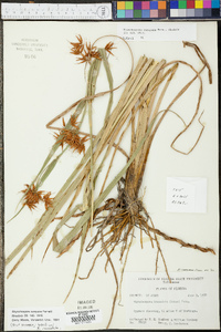 Rhynchospora careyana image