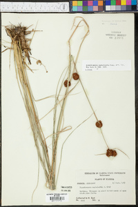 Rhynchospora cephalantha image