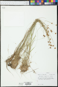 Rhynchospora chapmanii image