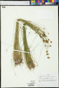 Rhynchospora chapmanii image