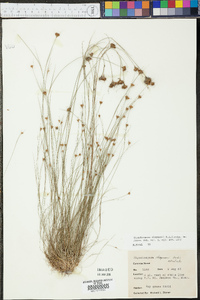 Rhynchospora chapmanii image